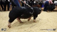 Hog#2