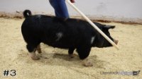 Hog#3