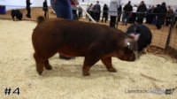 Hog#4