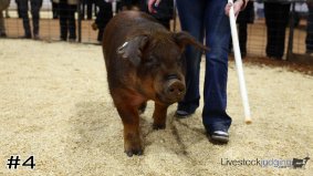 Cattlemen #10
