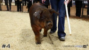 Class #10 Breeding Gilts thumbnail