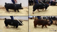 All Animals