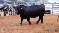 Bull#1