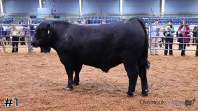 Cattlemen #12