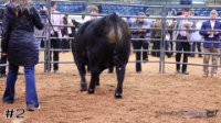 Bull#2