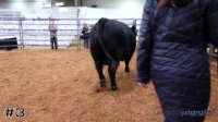 Bull#3