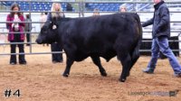 Bull#4