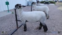 Lamb #2