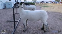 Lamb #3