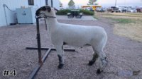 Lamb #4