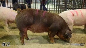 Class #2 Market Swine thumbnail