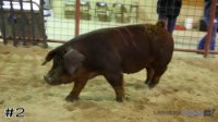 Hog #2