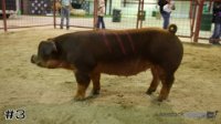 Hog #3