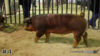 Hog #4