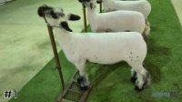 Lamb #1