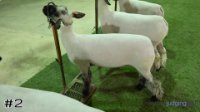 Lamb #2