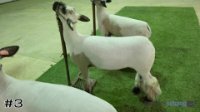 Lamb #3