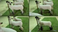 All Animals
