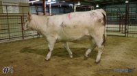 Heifer #1