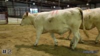 Heifer #2