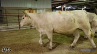 Heifer #3