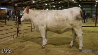 Heifer #4