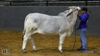 Heifer#1