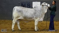 Heifer#2