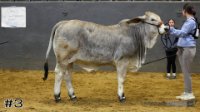 Heifer#3