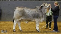Heifer#4