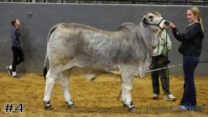 Class #9 Breeding Heifers thumbnail