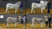 All Animals