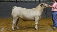 Steer#1
