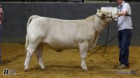 Steer#2