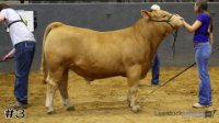 Steer#3