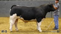 Steer#4