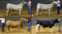All Animals