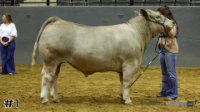 Steer#1