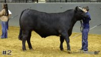 Steer#2
