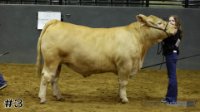 Steer#3