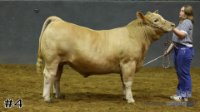 Steer#4
