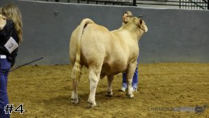 Class #4 Market Steers thumbnail