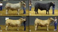 All Animals