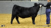 Heifer#1