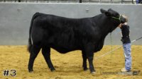 Heifer#3