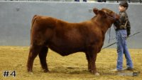 Heifer#4