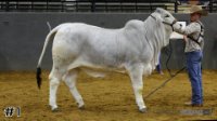 Heifer#1