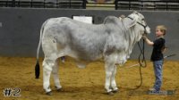 Heifer#2