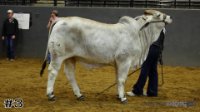 Heifer#3