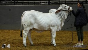 Class #8 Breeding Heifers thumbnail